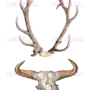 Animal Skulls N Antlers - 12 Individual 6" Png Files - Plus Jpg Digital ...