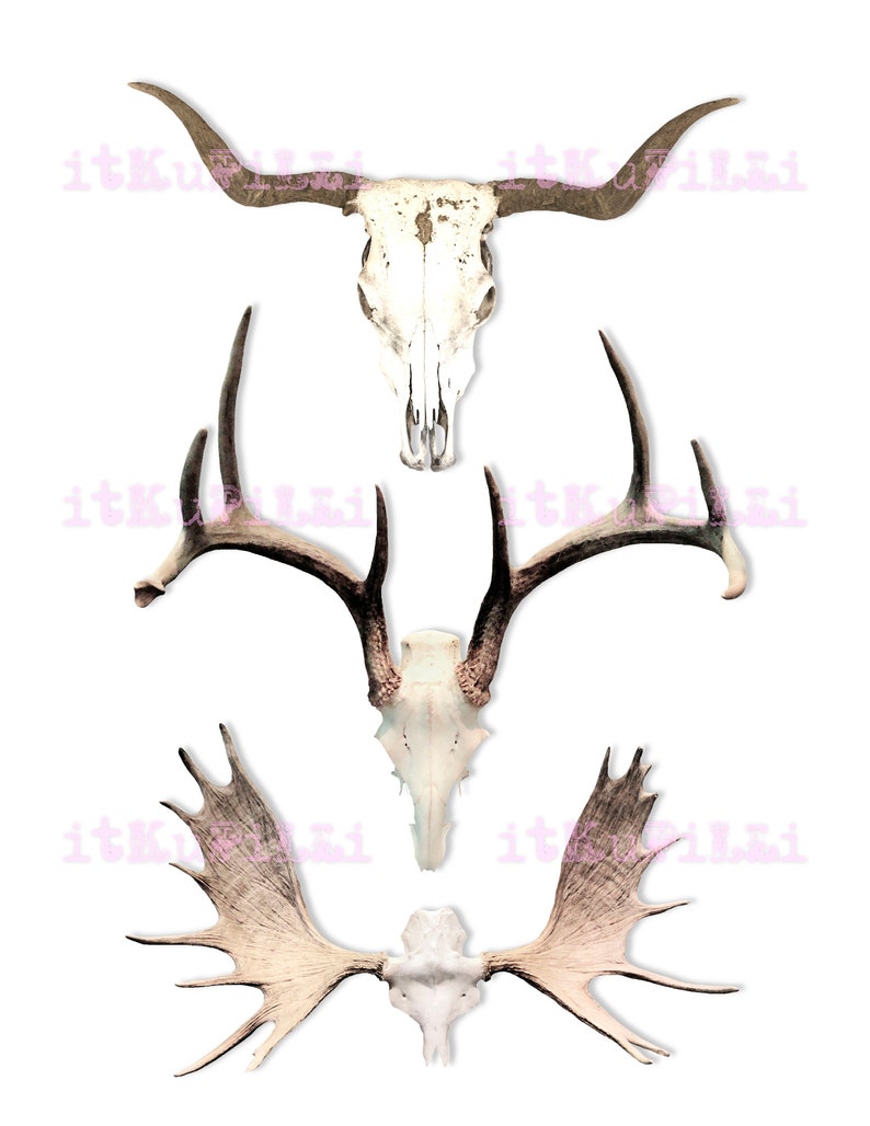 Animal Skulls N Antlers 12 Individual 6 Png Files - Etsy