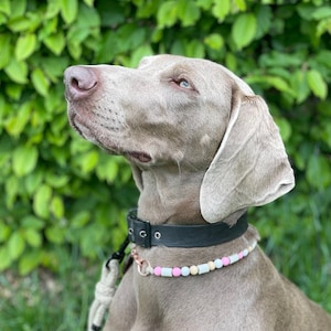 Anti-Tick Dog Collar with EM Ceramics, Natural Bug Repellant