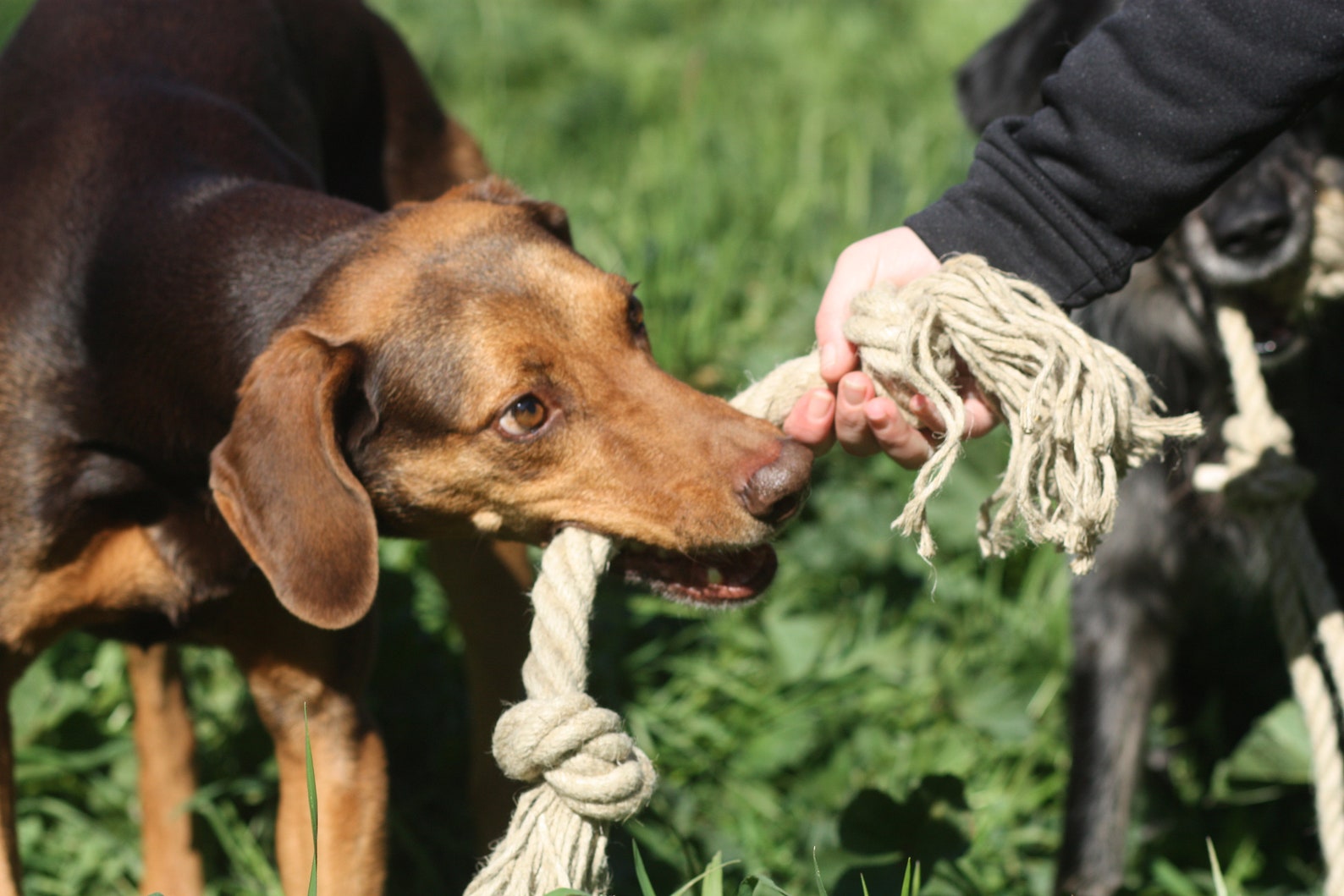 Organic dog toy Eco friendly dog toy Natural Hemp rope toy Etsy