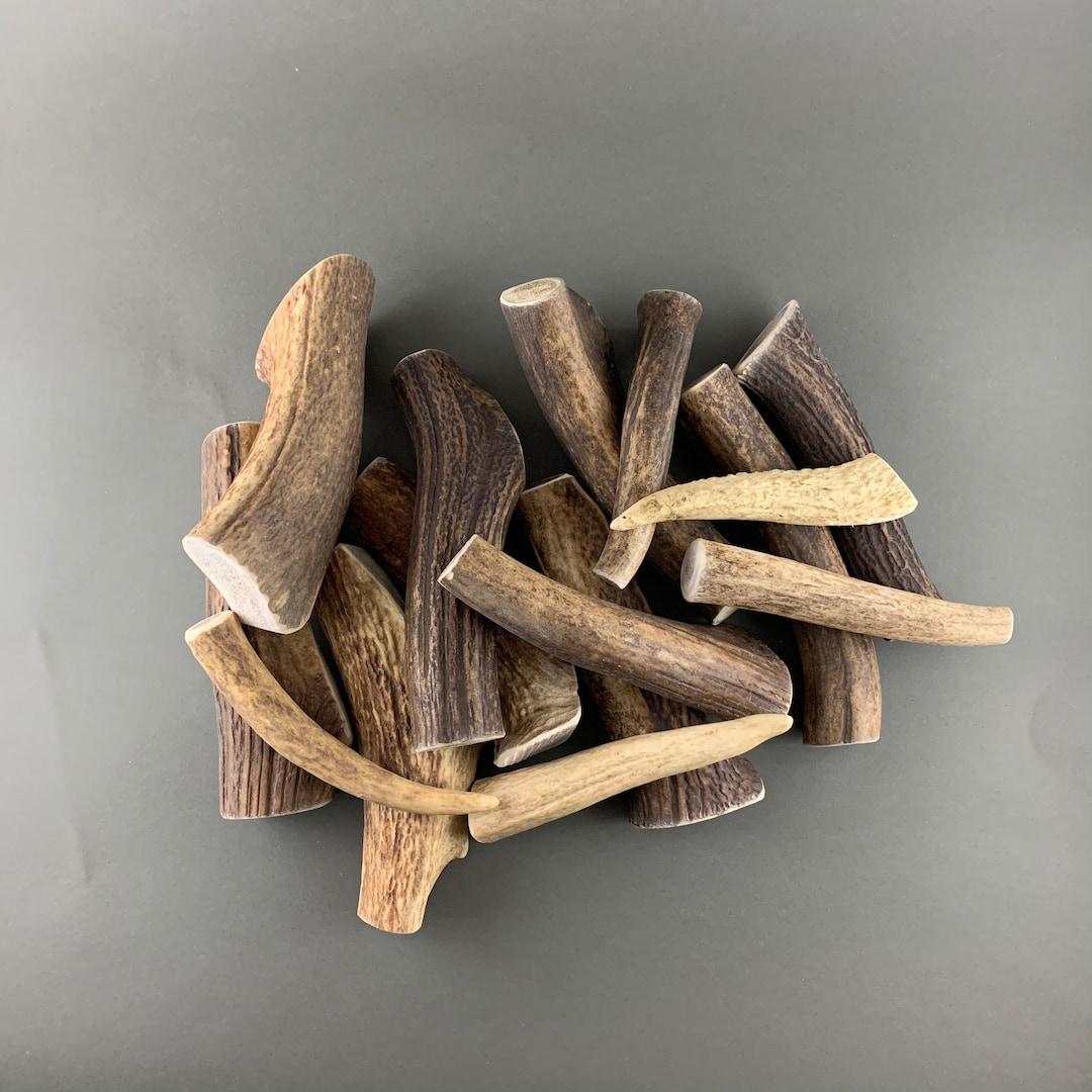 WHOLE Natural Deer Antler in Three Sizes From Biologically Certified ...