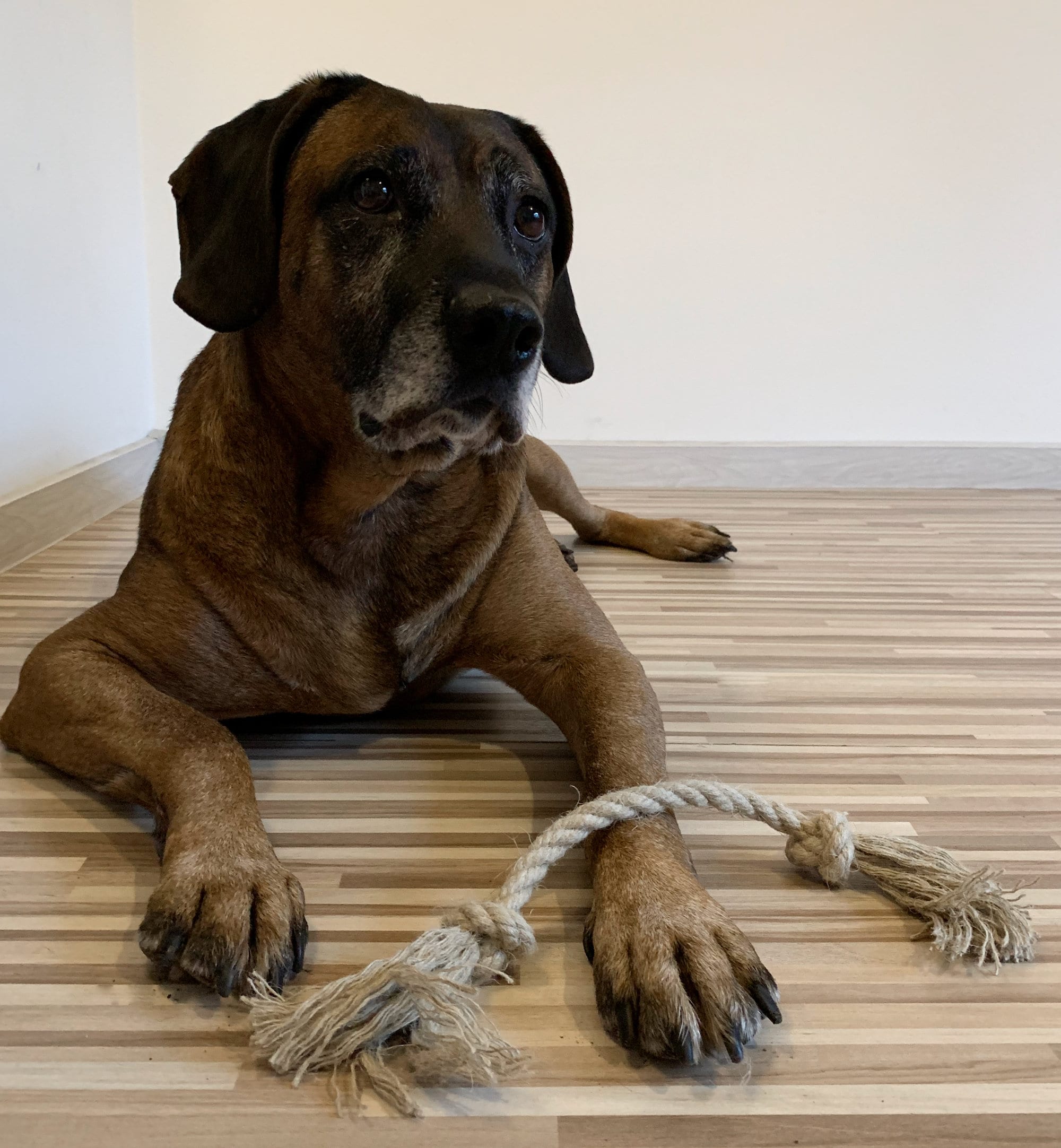 Organic dog toy Eco friendly dog toy Natural Hemp rope toy Etsy