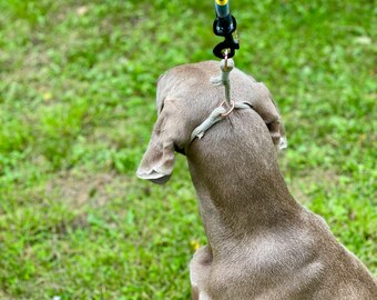 volhard training collar