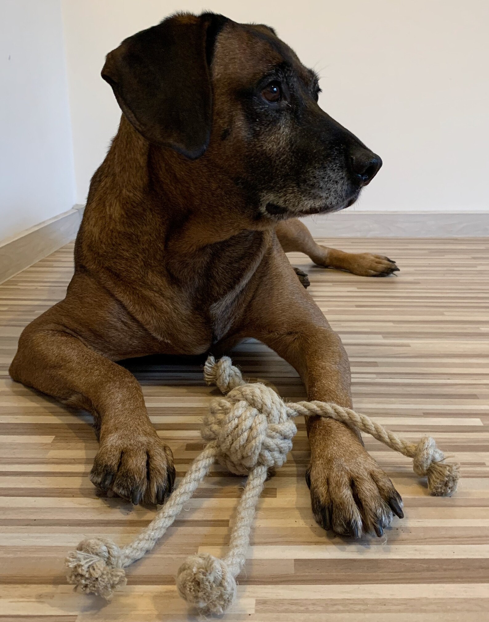 Hemp Rope Dog Toy LARGE Size Dog Chew Toy. Versatile Dog Toy Etsy