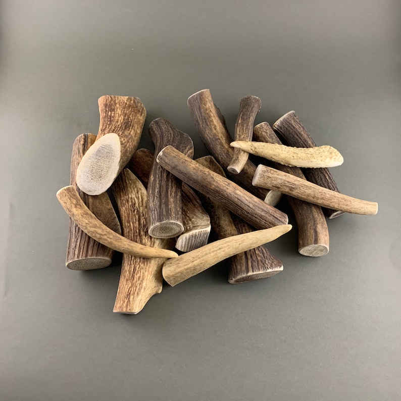 WHOLE Natural Deer Antler in Three Sizes From Biologically Certified ...