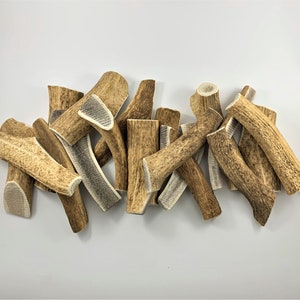 L size Natural deer antler from biologically certified deer garden - ONE PIECE