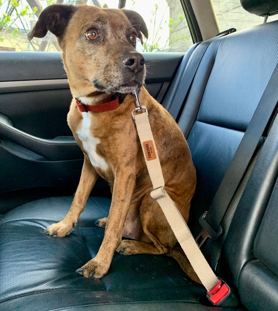 Cntura D Scurezza Per Can Cane Gunzaglo Regolable Auto Unversale - Foto 8