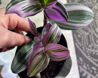 4” Tradescantia Nanouk pot