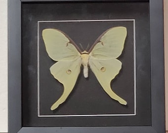 Real Moth Real Butterflies Gifts, Framed Green Actias Luna Moth Home Decor Riker Mount Moth Art and Collectibles Insect Taxidermy