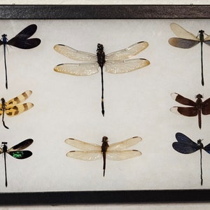 Real framed collection of dragonflies and damselflies in rikerount