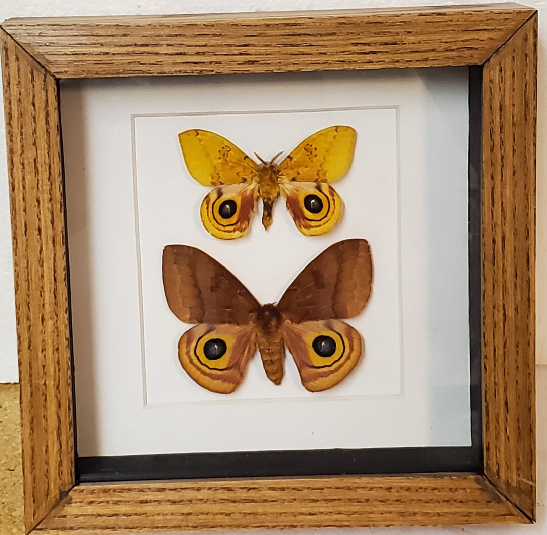 Real Framed Io Moth (M & F) From North America in Shadow Box Frame - Etsy