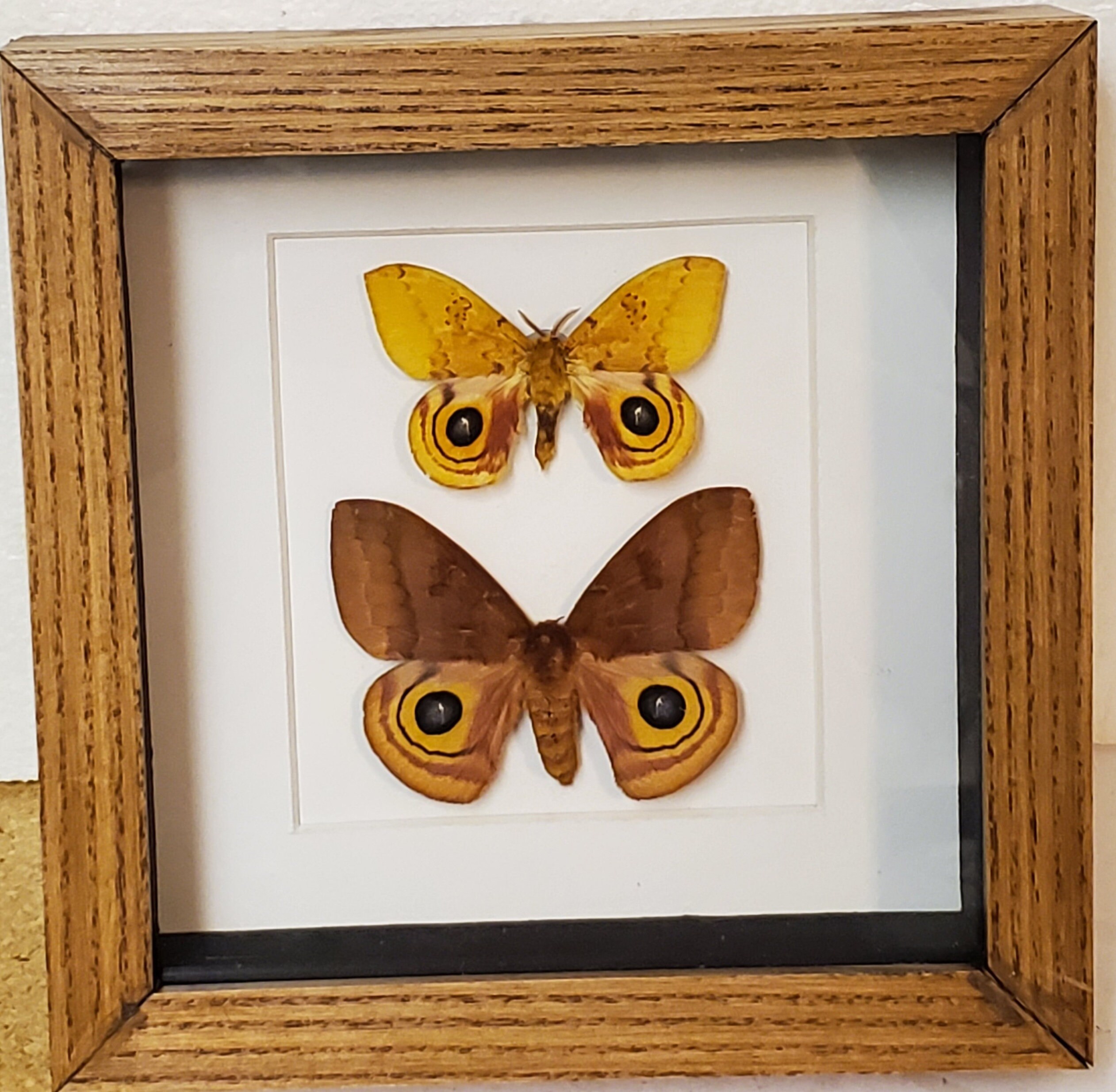 Real Framed Io Moth | M & F From North America in Shadow Box Frame