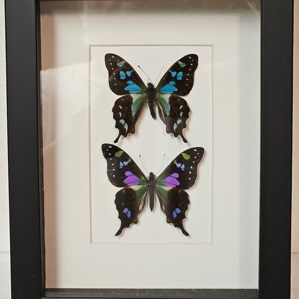 Real framed Graphium stressamani and Weiskei butterflies in shadow box frame
