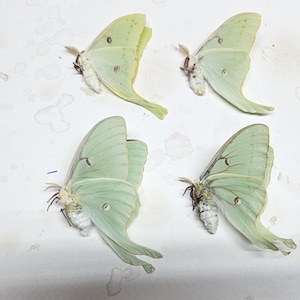 Luna Moth Specimens: Unmounted Summer Brood 2025
