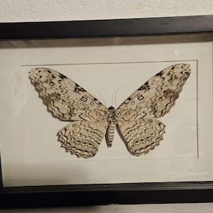 May include: A framed black and white butterfly specimen with intricate wing patterns. The butterfly is mounted on a white background and displayed in a black frame with a glass front.