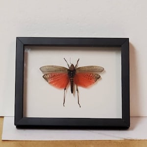 Real Madagascar rainbow Locust in custom shadowbox frame