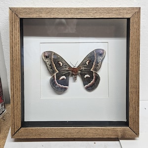 Real framed female Cecropia moth in custom ash shadow box frame