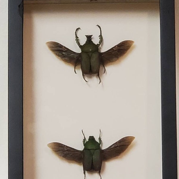 Giant Flower beetles pair (Dicronorhina D Layardi)  in shadow box frame