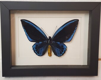 Real framed Blue birdwing ornithoptera urvillianus