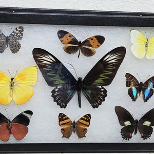 May include: A rectangular black display case containing nine preserved butterflies of various sizes and colors, including a large central black and green specimen, yellow, orange, brown, and blue-patterned butterflies arranged on a white background.
