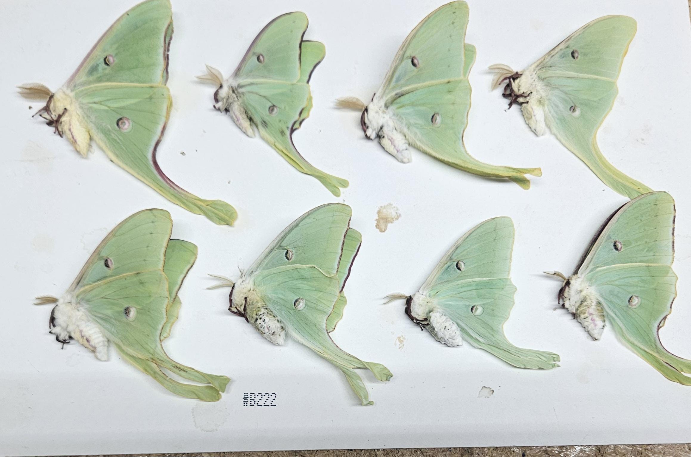 Luna Moth Specimens: 8 Ex-Pupae, Folded Wings - Spring 2025