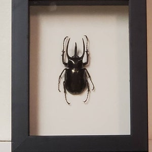 Real framed Rhinoceros beetle (Dynastidae Chalcosoma Atlas Keyboh in black  custom shadowbox