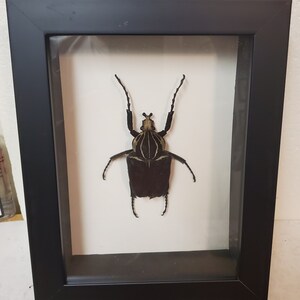 Real framed Goliath Beetle (Goliathus Goliathus)in black custom shadowbox
