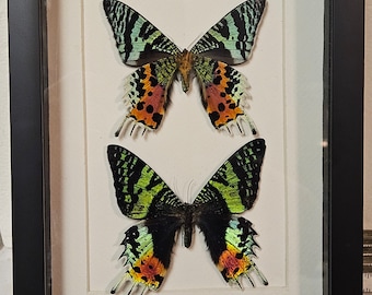 Real framed sunset moths (M) from Madagascar