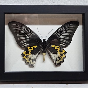 May include: A framed butterfly specimen featuring large black wings with white vein patterns and vibrant yellow and black scalloped markings on the lower edges. The butterfly is mounted against a white background inside a simple black frame.