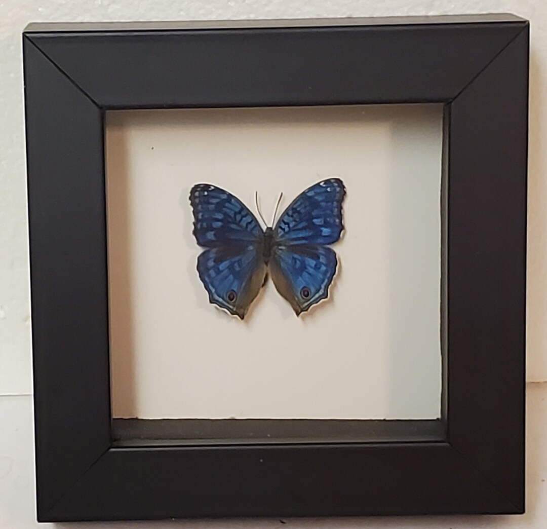 Real Framed Brilliant Blue Butterfly in Shadow Box Frame - Etsy