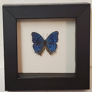 Real framed Brilliant Blue butterfly in shadow box frame