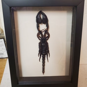 Real framed forest Scorpion (heterometrus laoticus) in black  custom shadowbox