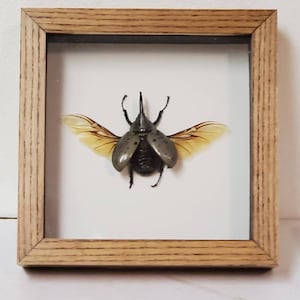 Real framed Rhinoceros beetle in custom ash shadowbox