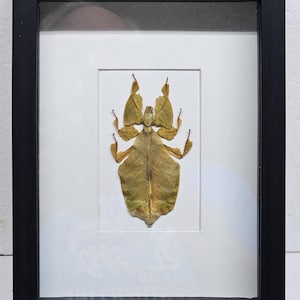 Real framed golden leaf insect displayed in a custom black  shadow box frame