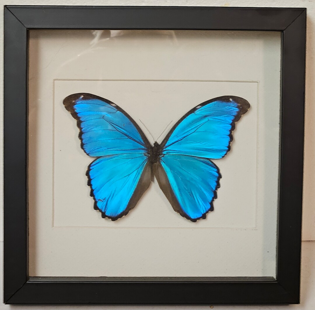 Real Framed Blue Morpho M Butterfly - Etsy
