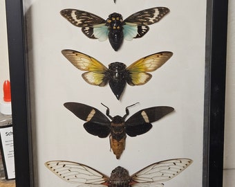 Real framed 5 Cicada collection from Southeast Asia in custom shadowbox frame