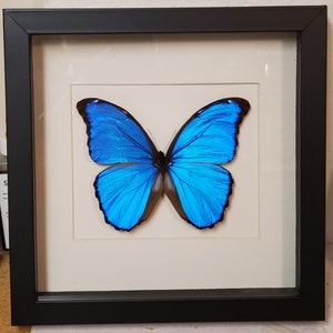 Real framed Blue Morpho (M) butterfly