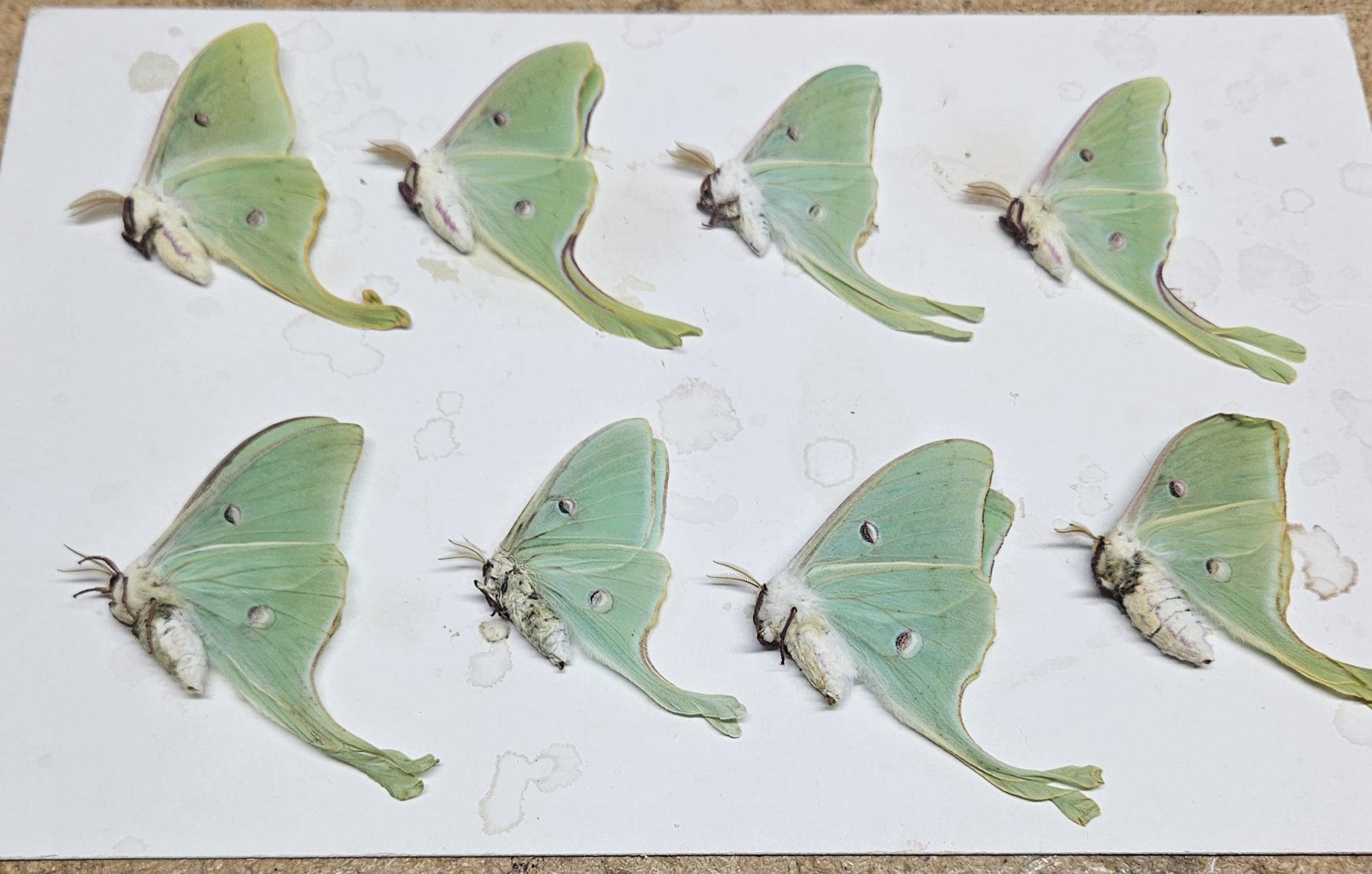 Luna Moth Specimens: 8 Ex-Pupae, Folded Wings - Spring 2025