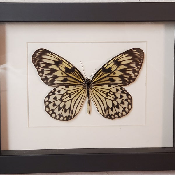 Real framed Paper kite butterfly(Idea leucone)