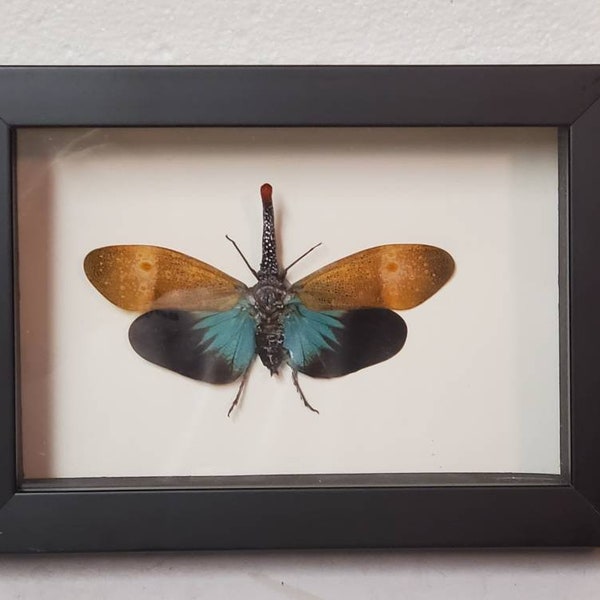Real lanternfly/plant hopper pyrops pyrorhyncha from Southeast Asia in shadowbox frame