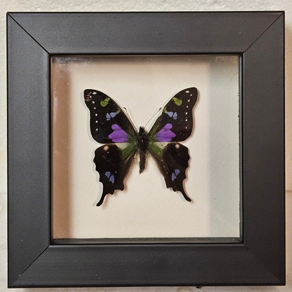 Real framed Graphium Weiskei butterfly in shadow box frame