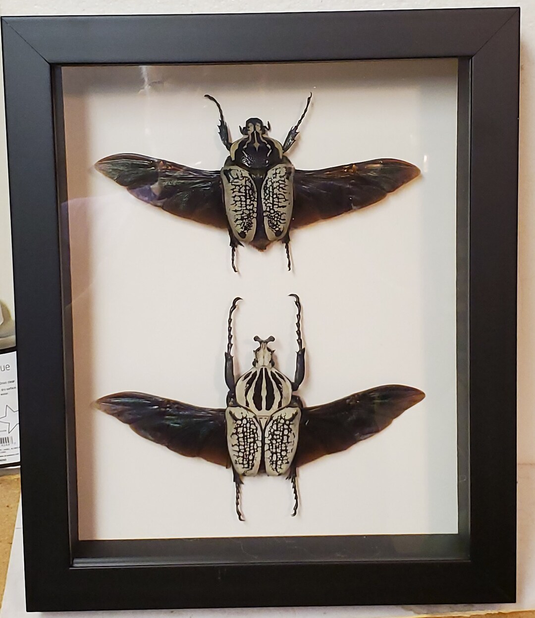 Real Framed Goliath Beetles m f In Black Custom Shadowbox Etsy Real Framed Goliath Beetles m f In Black Custom Shadowbox Etsy