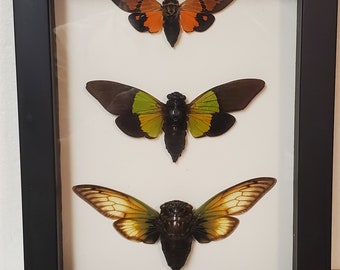 Real framed Cicada collection Gaeana festiva orange,Trengyanna sybella, cryptotympana fumipennis from Southeast Asia in custom shadowbox