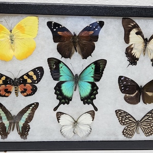 Real framed world wide butterfly collection #2