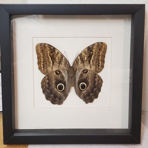 Real framed Owl butterflie(Caligo placidanus) from Peru in custom shadowbox