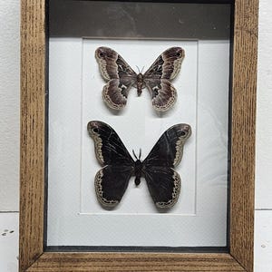 Real framed Promethea Moth  (M & F) from North America in shadow box frame