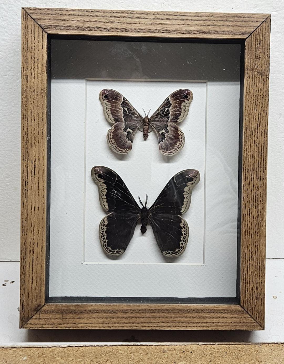 Moth In Frame Real Framed Promethea Moth (M & F) From North America in Shadow Box ...