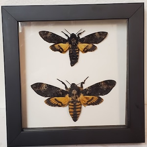 Real framed Deaths Head Moths (M&F) from Czech Republic #2