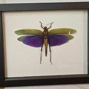 Real framed giant purple grasshopper