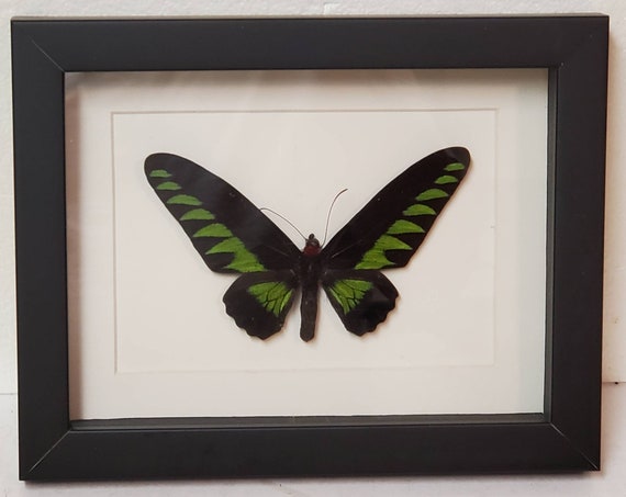 Real Framed Birdwing Butterflies Green Trogonoptera Brookiana Pair Indonesia Insect Taxidermy Real Framed Birdwing Butterflies Green Trogonoptera Brookiana Pair Indonesia Insect Taxidermy